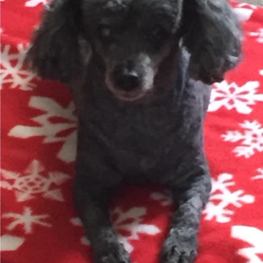 @tt1342 Follow for The Giveaway - Picture 14 of 14